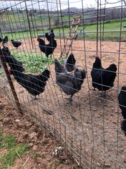 AUSTRALORP-thumb-3