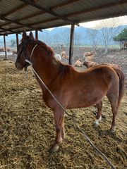 Πωλείται άλογο αρσενικό