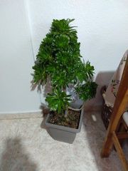 Παχύφυτα μεγάλου μεγέθους