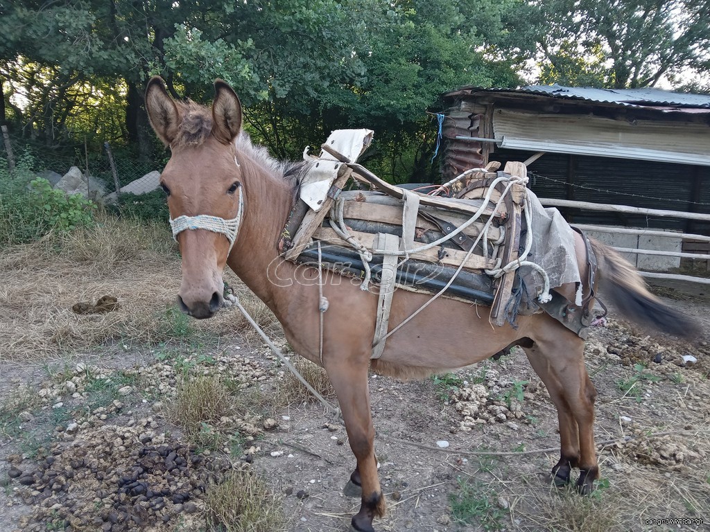 Τέλεια κατάσταση μουλάρι