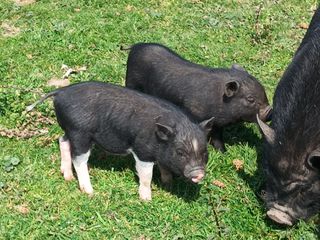 Πωλούνται μινι γουρουνάκια