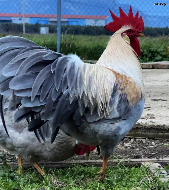 Leghorn İsabella (Αυγά Εκκόλαψης)