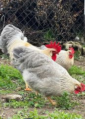 Leghorn İsabella (Αυγά Εκκόλαψης)-thumb-1