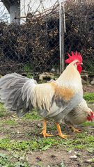 Leghorn İsabella (Αυγά Εκκόλαψης)-thumb-2