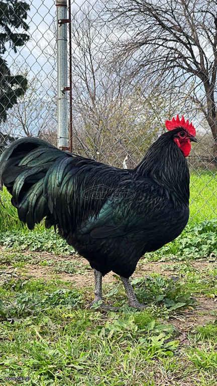 Australorp Black (Αυγά Εκκόλαψης)