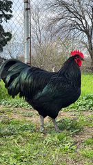 Australorp Black (Αυγά Εκκόλαψης)