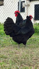 Australorp Black (Αυγά Εκκόλαψης)-thumb-1