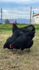 Australorp Black (Αυγά Εκκόλαψης)-thumb-2