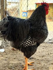 Plymouth Barred Rock XXL (Αυγά Εκκόλαψης)