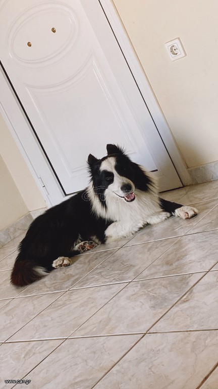 Border collie