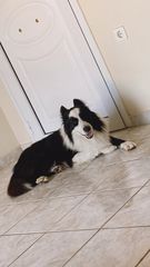 Border collie