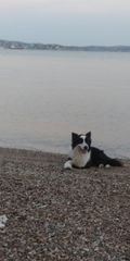 Border collie-thumb-1