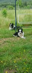 Border collie-thumb-2