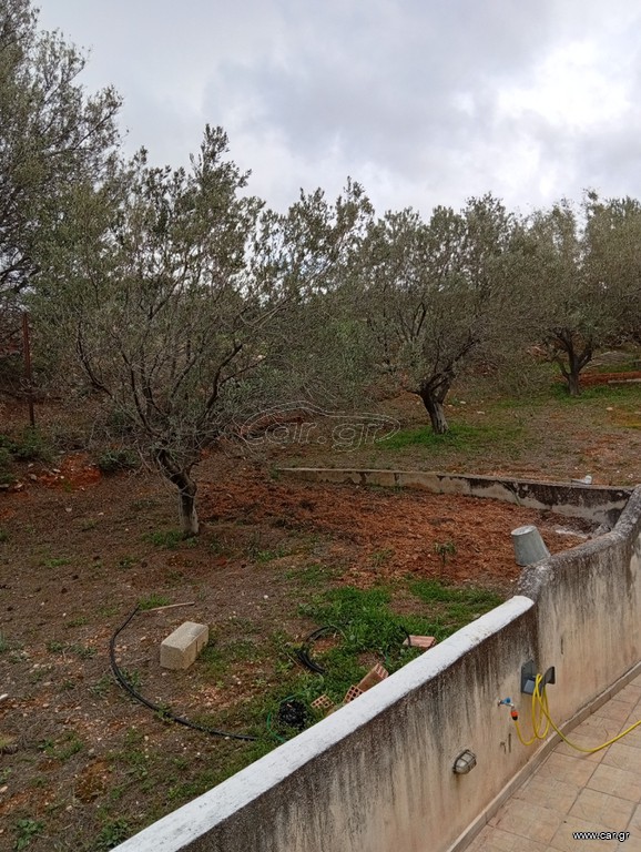 Ελιές 15 ετών