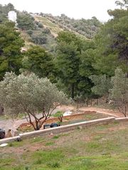 Ελιές 15 ετών-thumb-1