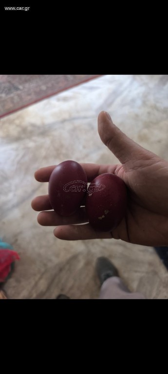 Αυγά Εκκόλαψης από Μαύρο Μαρανς
