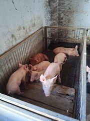 Πολουνται γουρουνακια