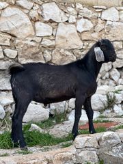 Καθαροαιμο αρσενικο αγγλονουμπια