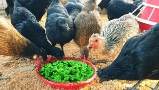 βήτα-καροτίνη  AZOLLA Σε τι βοηθάει (και τι προσφέρει) στον Κρόκο του Αυγού;