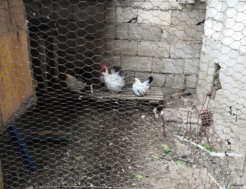 Αβγά