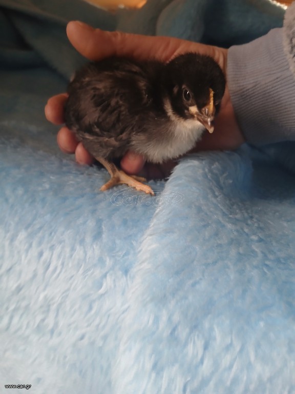 Australorp black