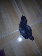 Australorp black-thumb-3