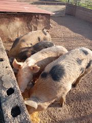 Πωλούνται γουρούνες μάνες
