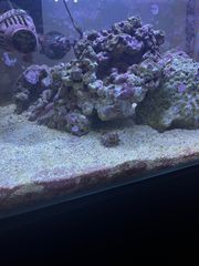 Πλήρες Reef Setup 70L - Dennerle Nano Scaper’s Tank | High-End Εξοπλισμός