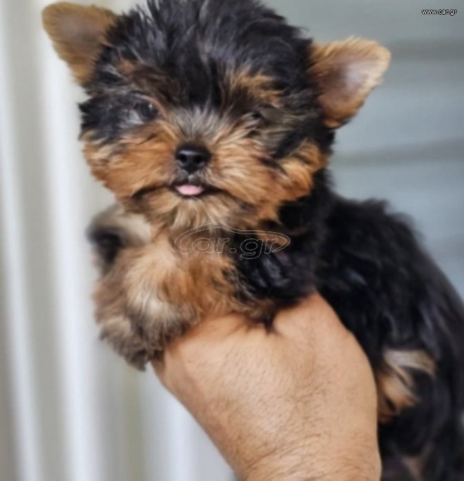 Yorkshire Terrier Γιορκσάιρ