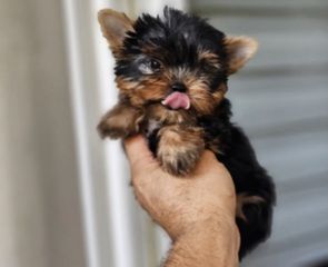 Yorkshire Terrier Γιορκσάιρ-thumb-1