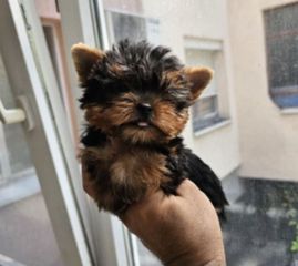 Yorkshire Terrier Γιορκσάιρ-thumb-2