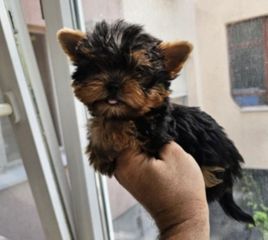 Yorkshire Terrier Γιορκσάιρ-thumb-3