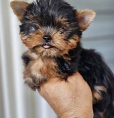 Yorkshire Terrier Γιορκσάιρ-thumb-7