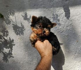 Yorkshire Terrier Γιορκσάιρ-thumb-9