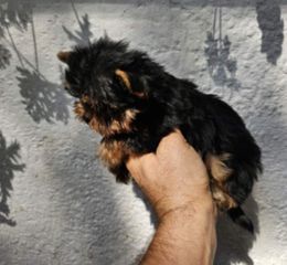 Yorkshire Terrier Γιορκσάιρ-thumb-12