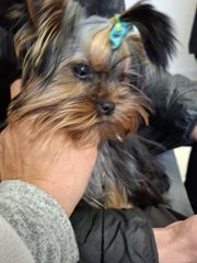 Yorkshire Terrier Γιορκσάιρ-thumb-13