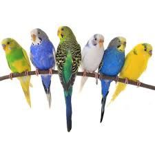 Παπαγαλάκια budgie