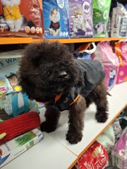 poodle