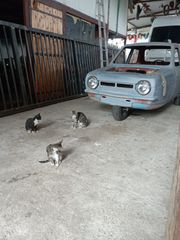 Κουπέ-Σπόρ 1970