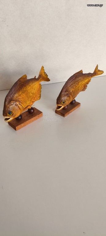 Piranha ζευγάρι Αμαζονίου
