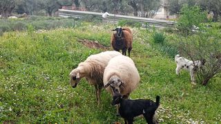 Πρόβατο θηλυκο 1 έτους