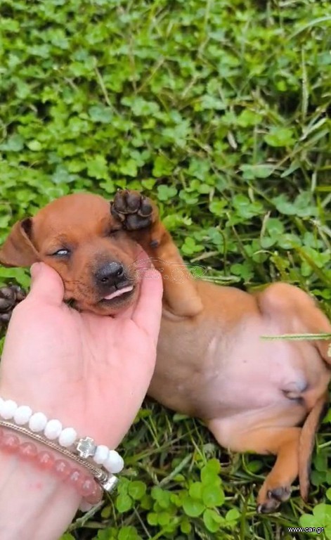 Pinscher πιντσερ