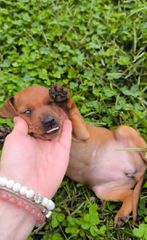 Pinscher πιντσερ