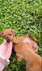 Pinscher πιντσερ-thumb-1