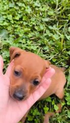 Pinscher πιντσερ-thumb-6