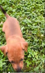 Pinscher πιντσερ-thumb-7