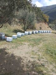 Πωλούνται μελισια