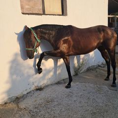 Πωλείται άλογο καθαρόαιμο Thoroughbred