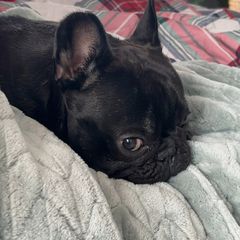 Γαλλικο μπουλντόγκ  French bulldog-thumb-2