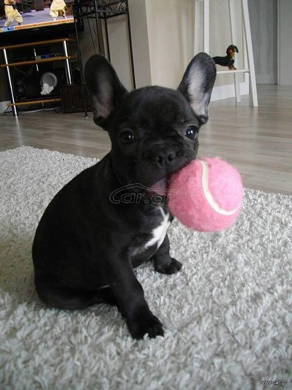 Γαλλικο μπουλντόγκ  French bulldog